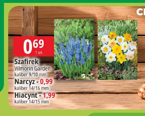 Szafirek Vilmorin Garden kaliber 9/10 mm promocja w Leclerc