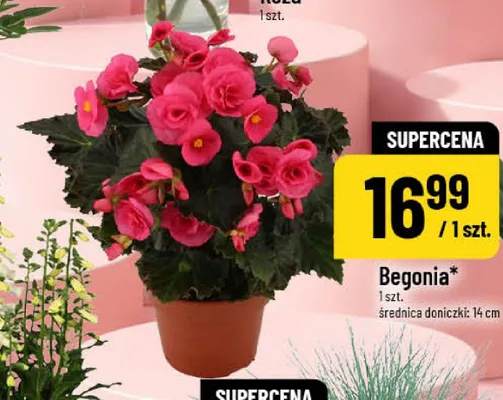 Begonia w doniczce promocja w POLOmarket
