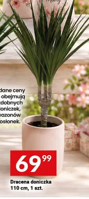 Dracena doniczka 110cm promocja w Twój Market