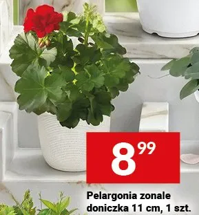 Pelargonia zonale doniczka 11 cm promocja w Twój Market