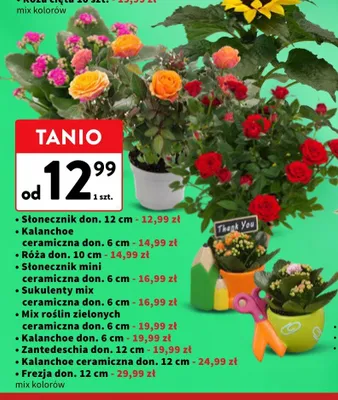 Frezja doniczkowa 12 cm promocja w Intermarche