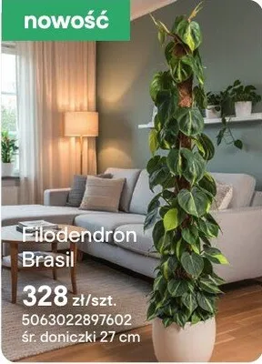 Filodendron Brasil promocja w Castorama