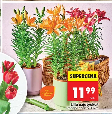 Lilia azjatycka średnica doniczki 13cm promocja w Biedronka