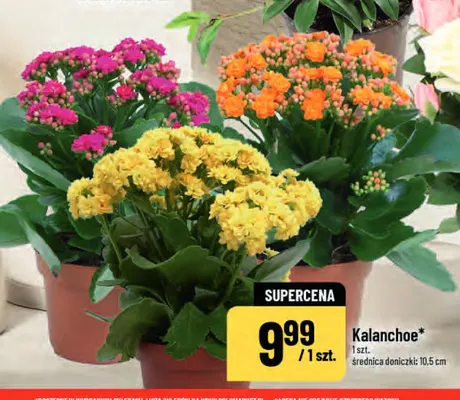 Kalanchoe promocja w POLOmarket