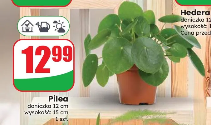 Pilea doniczka 12 cm wysokość 15 promocja w Dino
