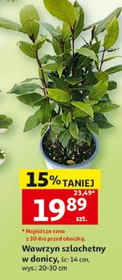 Wawrzyn szlachetny w donicy promocja w Auchan