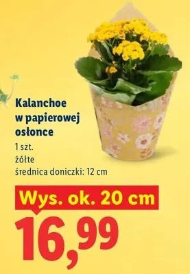 Kalanchoe w papierowej osłonce żółte promocja w Lidl
