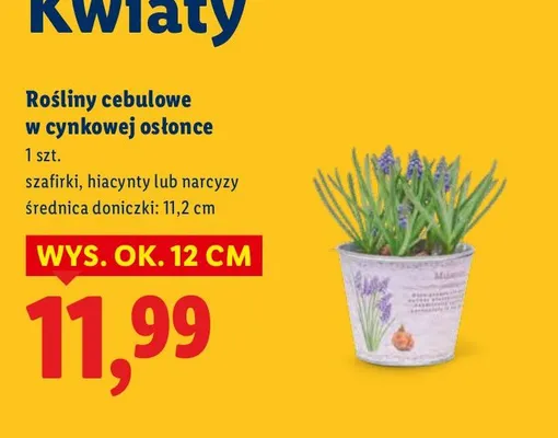 Rośliny cebulowe w cynkowej osłonce promocja w Lidl