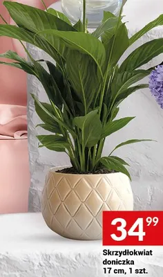 Skrzydłokwiat doniczka 17 cm, 1 szt. promocja w Twój Market