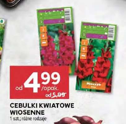 Cebulki kwiatowe wiosenne różne rodzaje promocja w Stokrotka