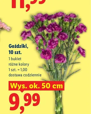 Goździki 10-pak wys. ok. 50 cm promocja w Lidl