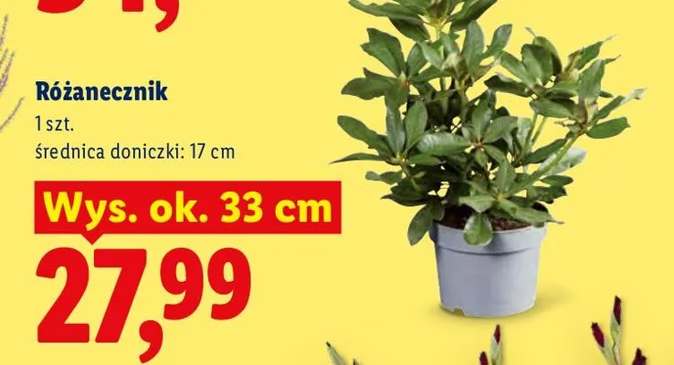 Różanecznik promocja w Lidl