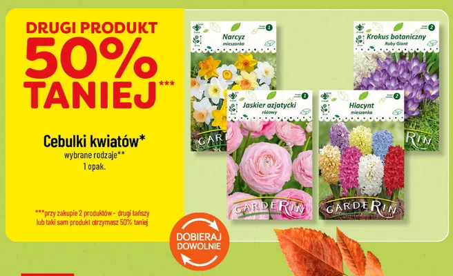 Cebulki kwiatów Krokus botaniczny Ruby Giant Garderin promocja w POLOmarket