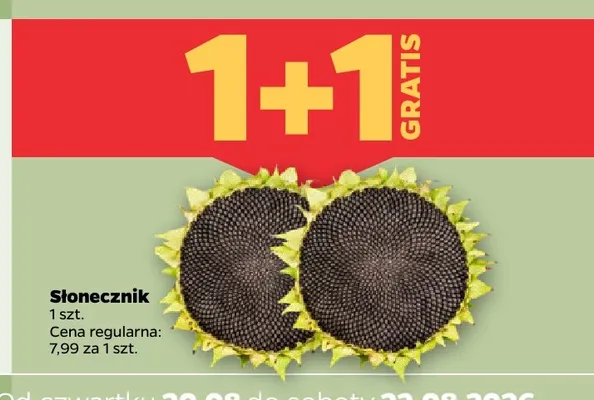 Słonecznik promocja w Netto