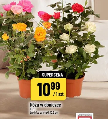 Róża w doniczce promocja w POLOmarket
