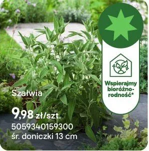 Zioła Szałwia promocja w Castorama