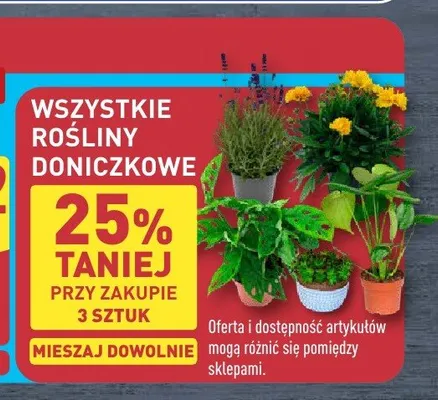 Rośliny doniczkowe promocja w Aldi