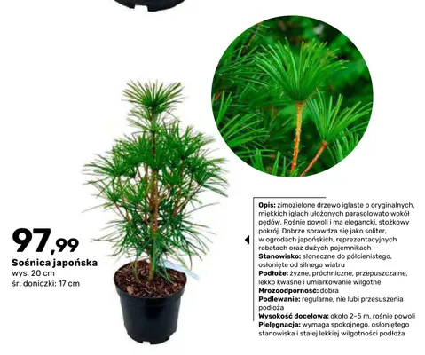 Sośnica japońska promocja w Bricomarche