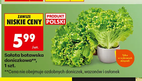 Sałata batawska doniczkowa polska promocja w Biedronka