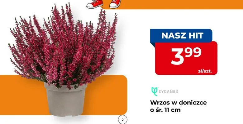 Wrzos w doniczce o śr. 11 cm Cyganek promocja w PSB Mrówka