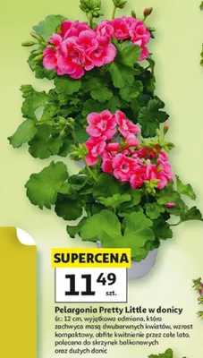 Pelargonia Pretty Little w donicy promocja w Auchan
