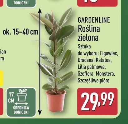 Roślina zielona Gardenline Szczęśliwe pióro promocja w Aldi