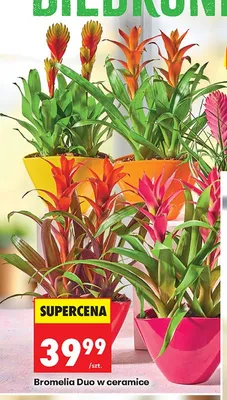 Bromelia Duo w ceramice promocja w Biedronka