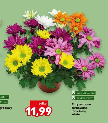Chryzantema farbowana wys. 28-32cm śr. don. 14cm promocja w Kaufland