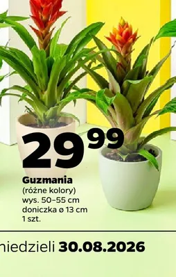 Guzmania promocja w Netto