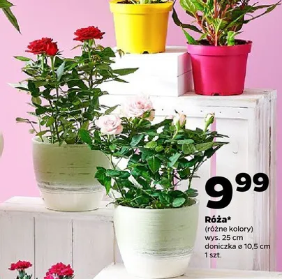 Róża wys. 25cm doniczka ø 10,5cm promocja w Netto