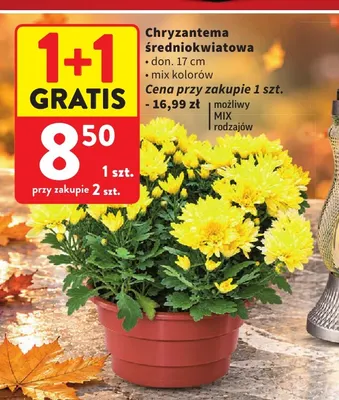 Chryzantema średniokwiatowa promocja w Intermarche