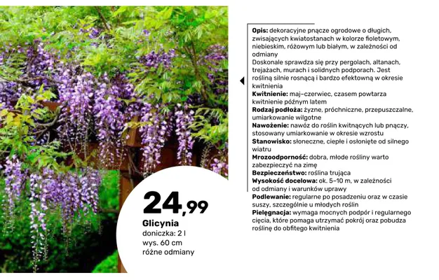 Glicynia promocja w Bricomarche