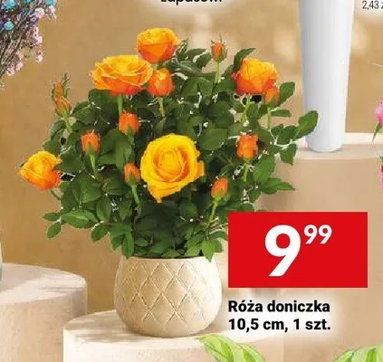 Róża doniczkowa 10,5 cm promocja w Twój Market