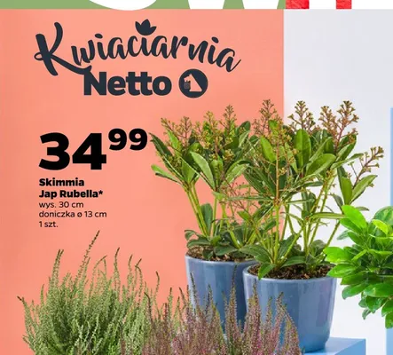 Skimmia Jap Rubella promocja w Netto