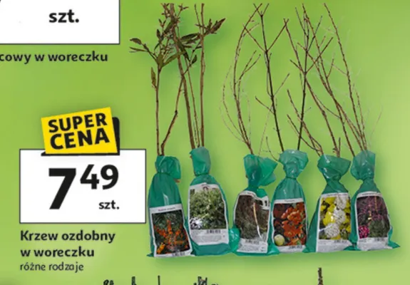 Krzew ozdobny w woreczku różne rodzaje promocja w Auchan