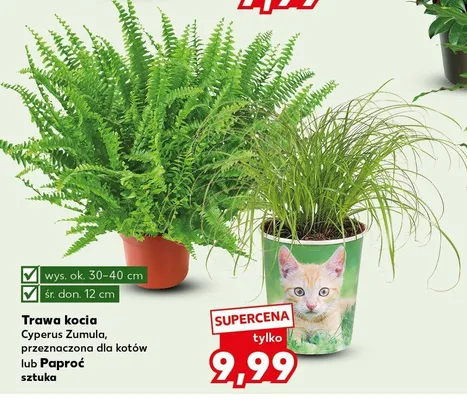 Paproć promocja w Kaufland