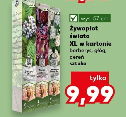 Żywopłot świata XL w kartonie berberys promocja w Kaufland