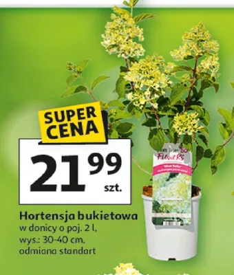 Hortensja bukietowa w donicy promocja w Auchan