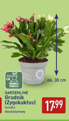 Grudnik Zygokaktus Gardenline promocja w Aldi