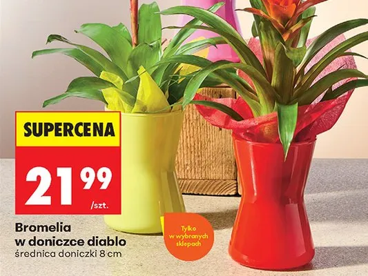 Bromelia w doniczce diablo promocja w Biedronka