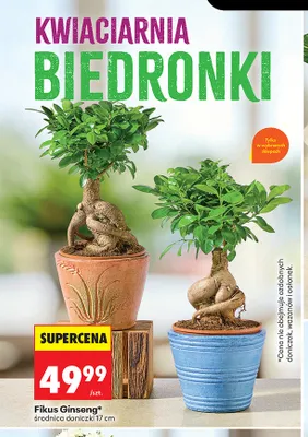 Fikus Ginseng promocja w Biedronka