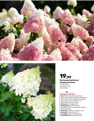 Hortensja bukietowa odmiany karłowe promocja w Bricomarche