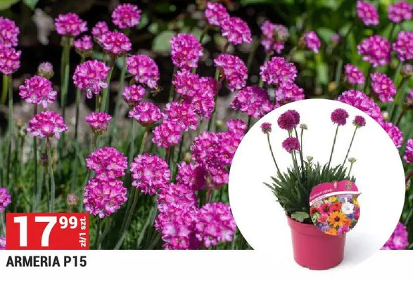 Armeria P15 promocja w Merkury Market