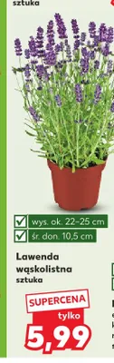 Lawenda wąskolistna promocja w Kaufland