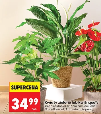 Kwiaty zielone lub kwitnące Anthurium promocja w Biedronka