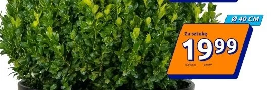 Doniczka Ø40 cm promocja w Action