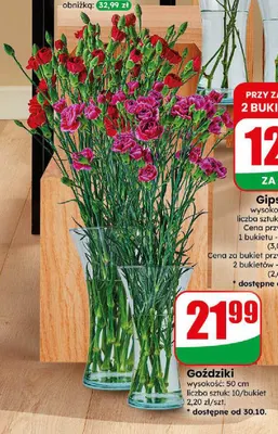 Goździki promocja w Dino