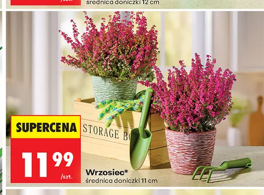 Wrzosiec promocja w Biedronka
