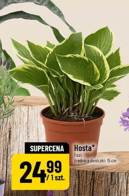 Hosta średnica doniczki 15cm promocja w POLOmarket