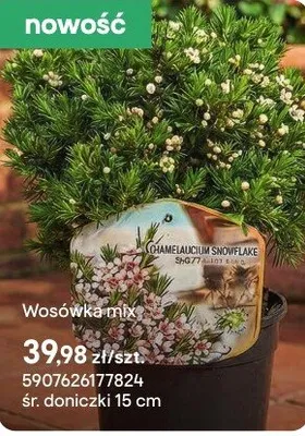 Wosówka mix promocja w Castorama